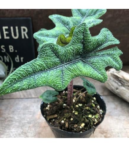 原種 世界最大 アロカシア ロブスタ サトイモ科 アロイド パルダリウム