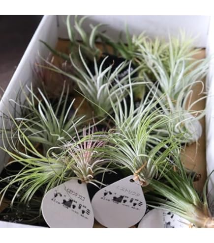 Amazon.co.jp: (現品) チランジア ロゼイフローラ (No.22102) (エアー