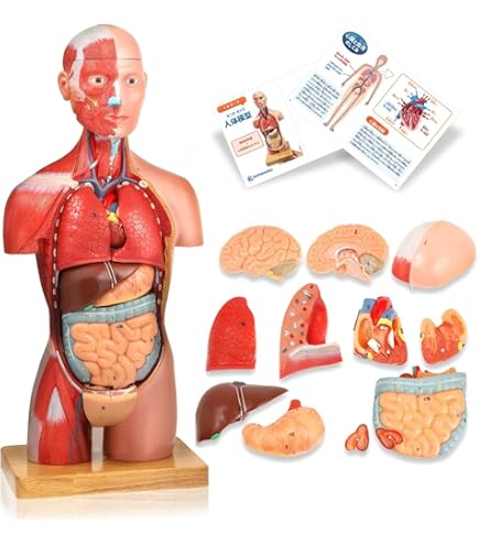 Amazon.co.jp: 人体解剖模型 立体パズル 4D HUMAN Anatomy 雄性生殖器