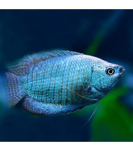 Amazon | (熱帯魚 生体)オレンジドワーフグラミー (約4cm)(1ペア