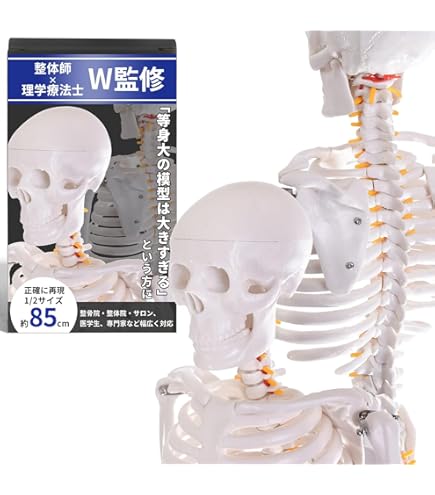 Amazon.co.jp: 【病院食】脂肪模型/筋肉模型対比セット アクリルケース