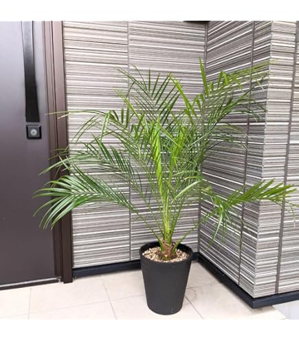 Amazon.co.jp: 耐寒性 ココスヤシ 10号 高さ約 100cm 【現品発送