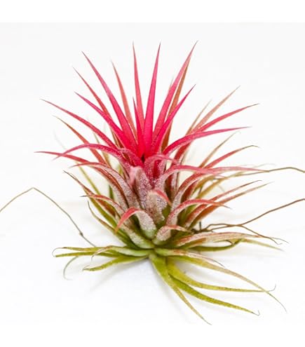 Amazon｜Tillandsia sprengeliana 'Coastal form' エアープランツ
