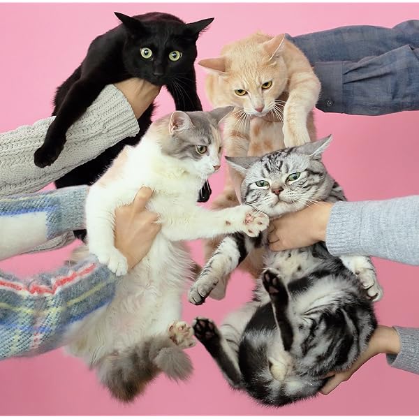 Amazon.co.jp: 愛のゆくえ(初回限定盤)(DVD付): Music