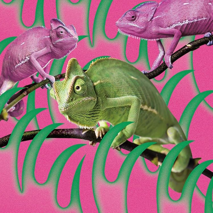 Amazon.co.jp: 「Canvas」赤い公園のライブfeat.おまえら盤~are U