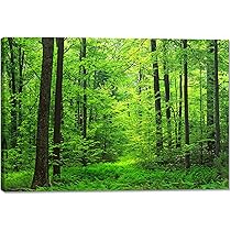 Amazon.co.jp: 森林 緑 アートパネル 太陽の光 絵 ポスター 壁掛け