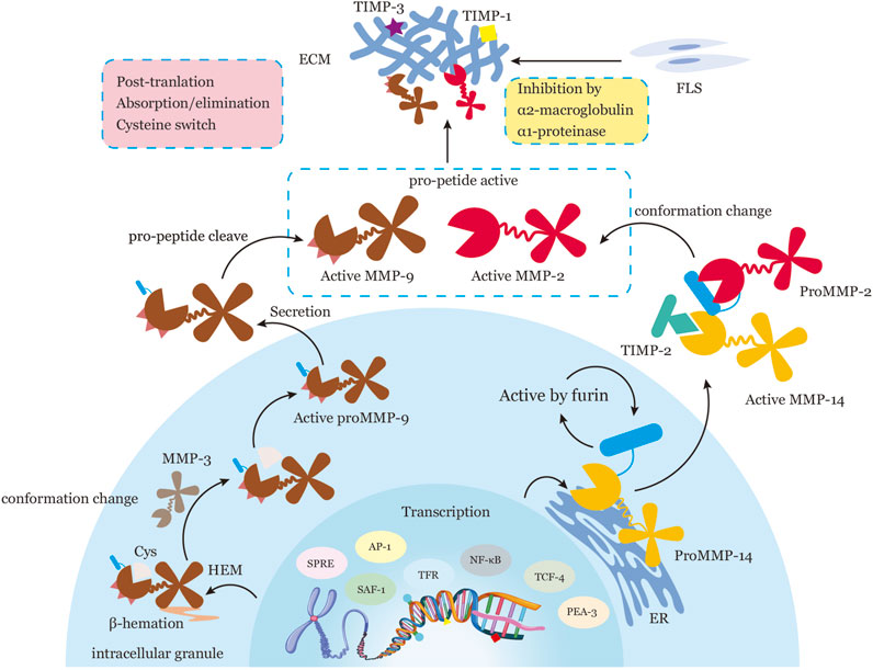 Frontiers | Immunomodulatory roles of metalloproteinases in