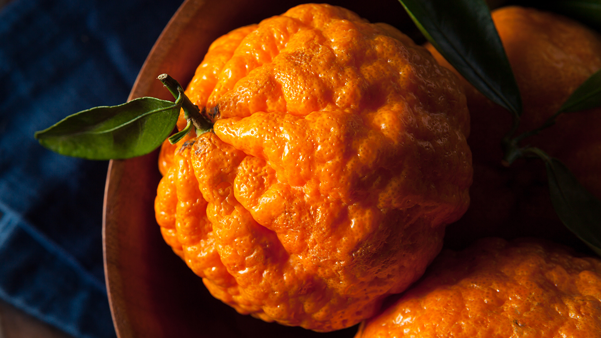 Gold Nugget Mandarin: The World's Greatest Citrus | The Table by