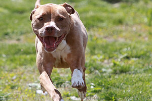 Ohio removes pit bulls from 'vicious' dogs list - CSMonitor.com