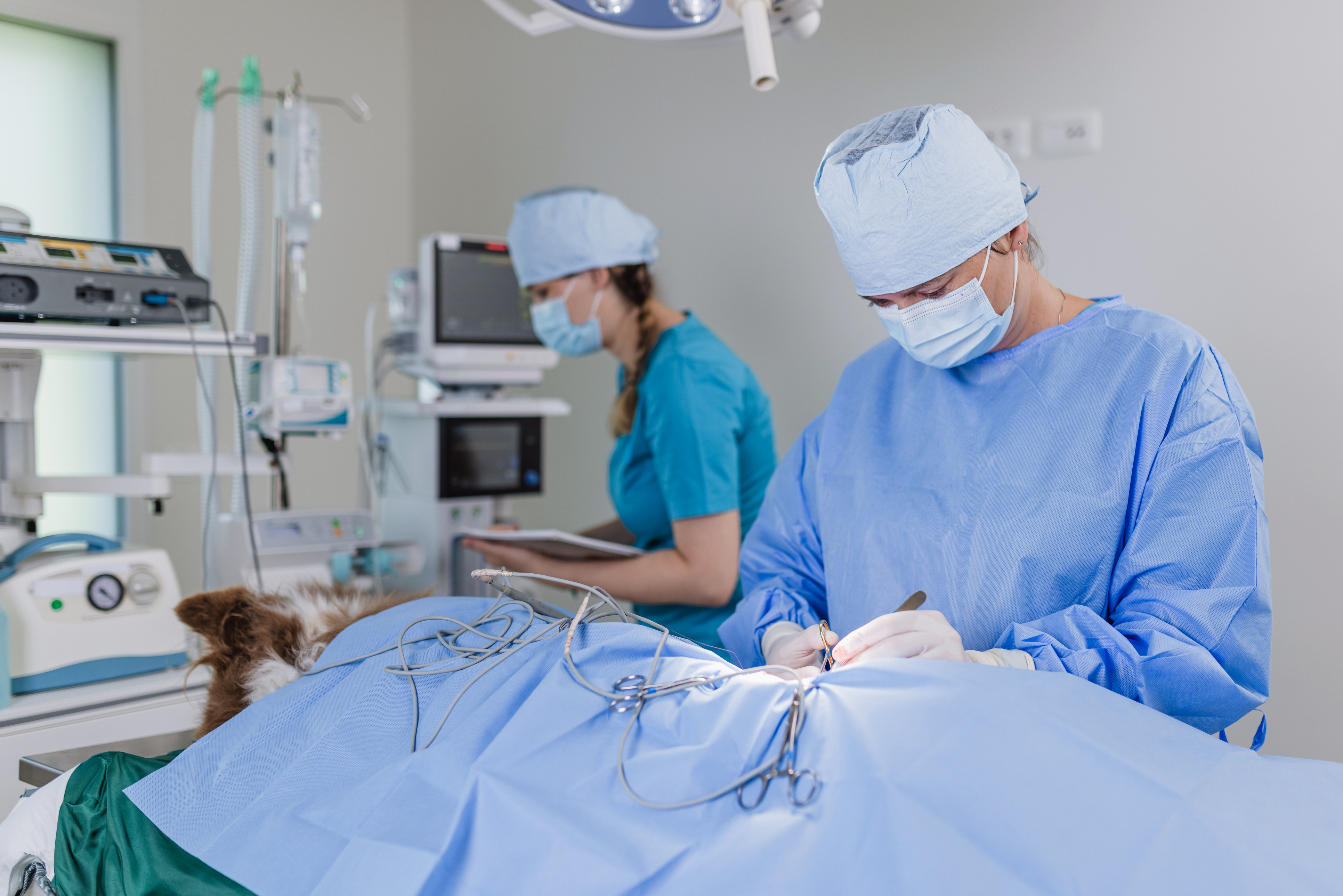 Veterinary Oncology: Improve Diagnosis & Treatment