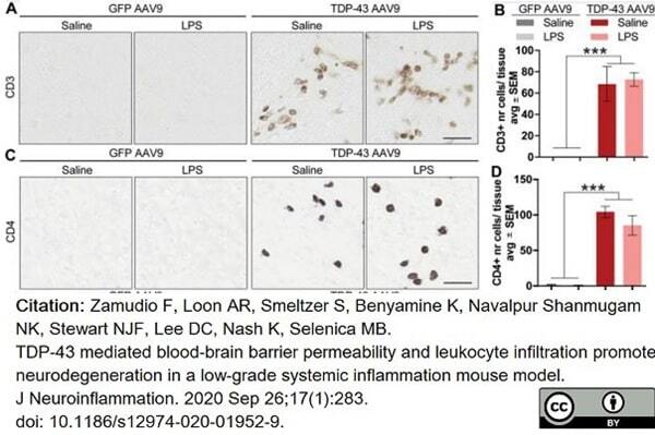 Anti Mouse CD4 Antibody, clone RM4-5 | Bio-Rad