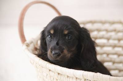 通信】ペットホテル開業講座 | ヒューマンアカデミー（通信） 通信講座