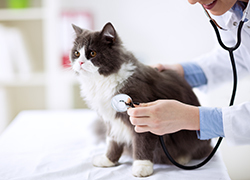 通信】キャットケアスペシャリスト講座 | ヒューマンアカデミー（通信