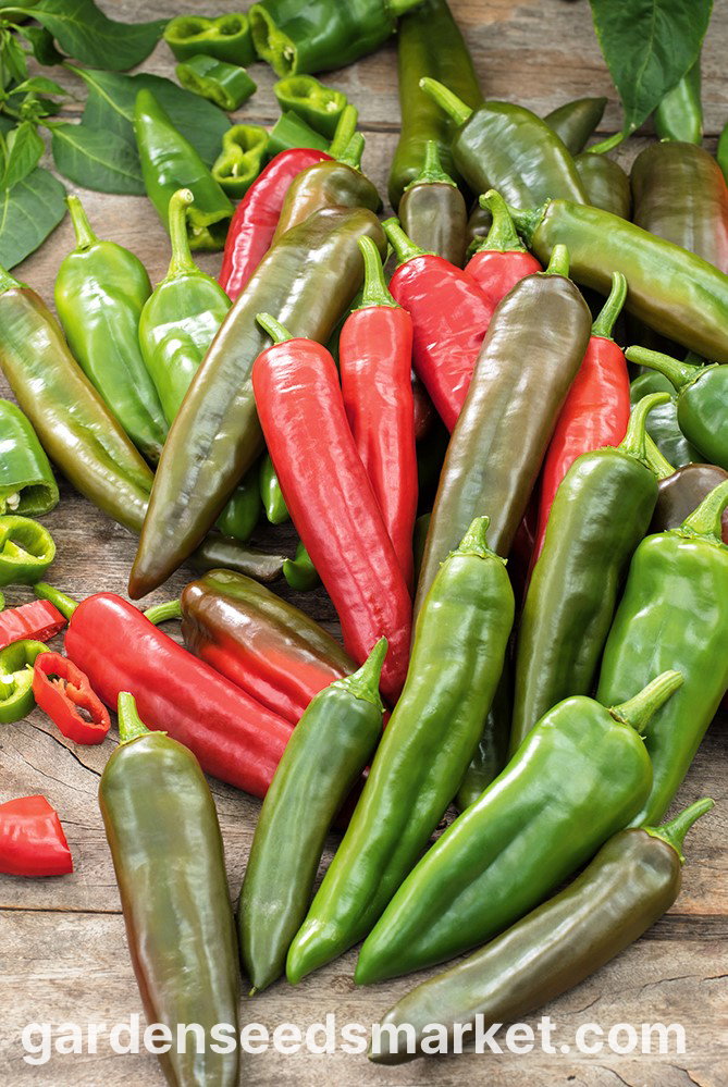 チリペッパー「アナハイムチリ」-セミホット品種 - – Garden Seeds