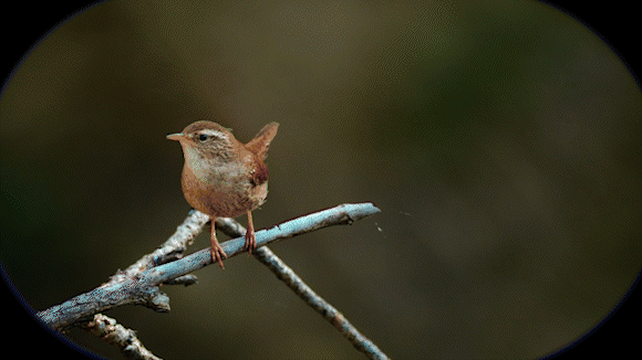 ディスプレイ付きの新世代スマート双眼鏡「MatataXplore Solvia ED 8
