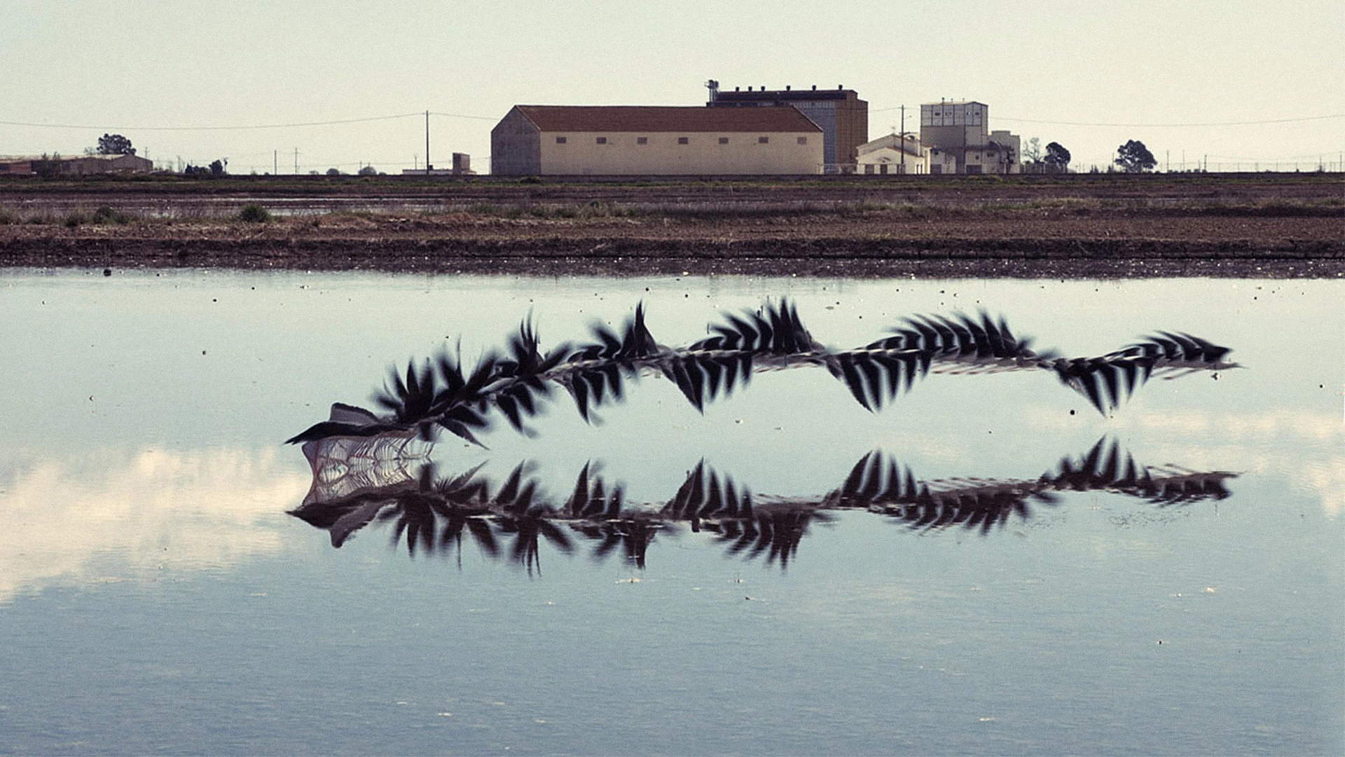 A 150-Year-Old Viz Trick Reveals The Beauty Of Airborne Birds