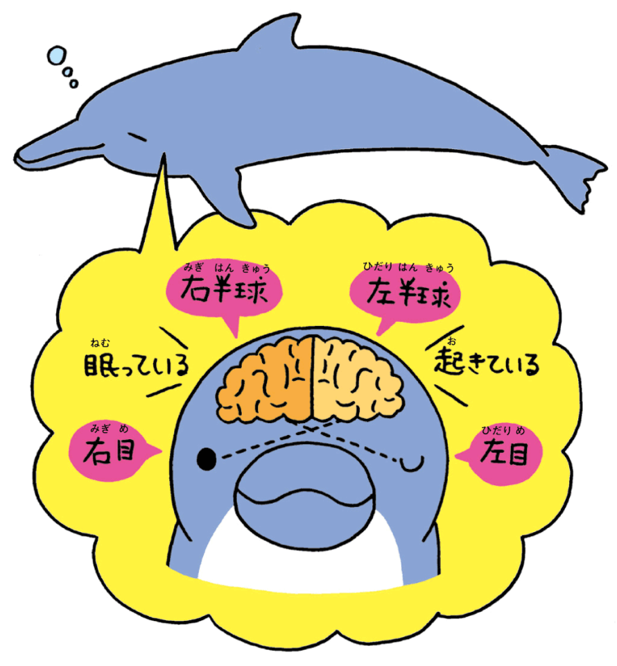 イルカは片目ずつつぶって眠る | 日本最大級のオーディオブック配信