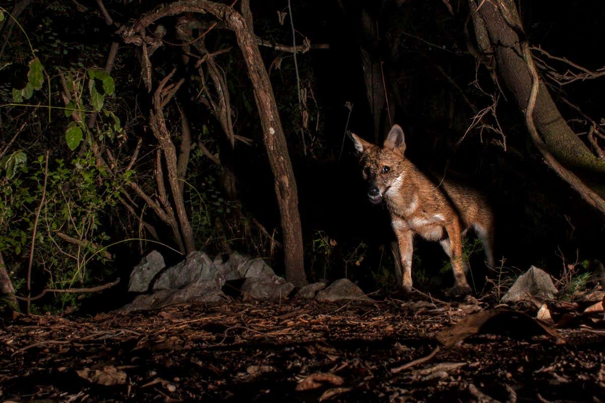Golden jackals seen stealing kills from Eurasian lynx as they