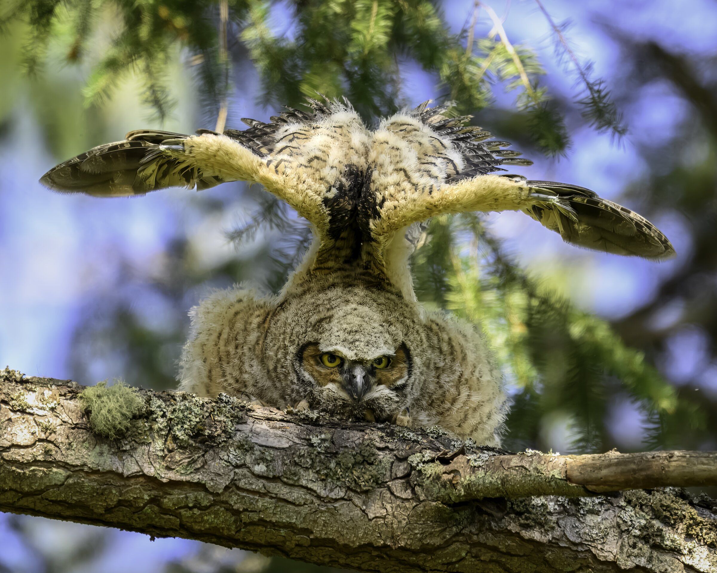 Owlet wings it on a WA island | The Seattle Times