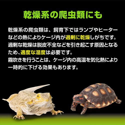 GEX エキゾテラ モンスーンソロ ミスティング カメレオン | チャーム