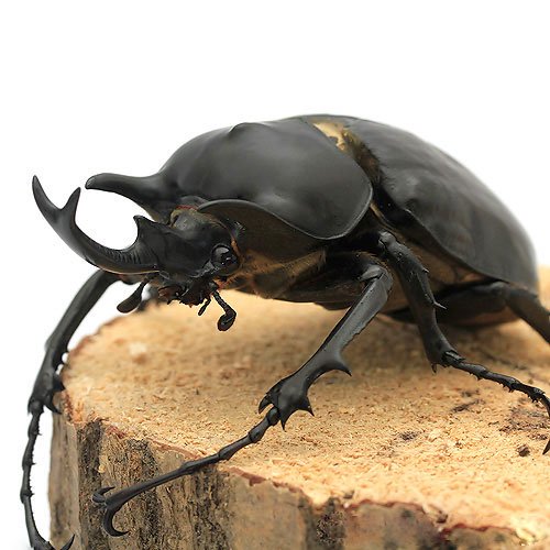 B品)レックスゾウカブトムシ ペルー イキトス産 成虫 100mm(1ペア