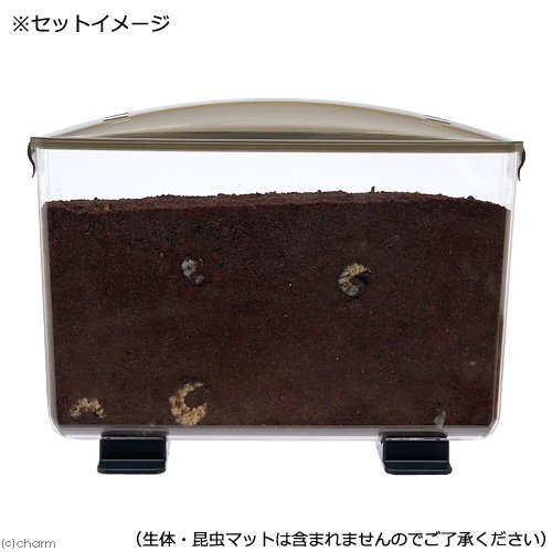 プラケース 見える観察ケース ラクぼっくす ワイド | チャーム