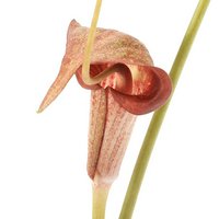 テンナンショウ・マムシグサ | チャーム