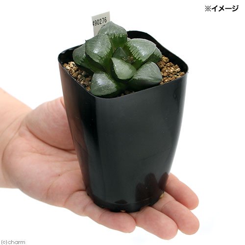 ハオルチア トロピカルナイト 2.5~3号(1鉢) | チャーム