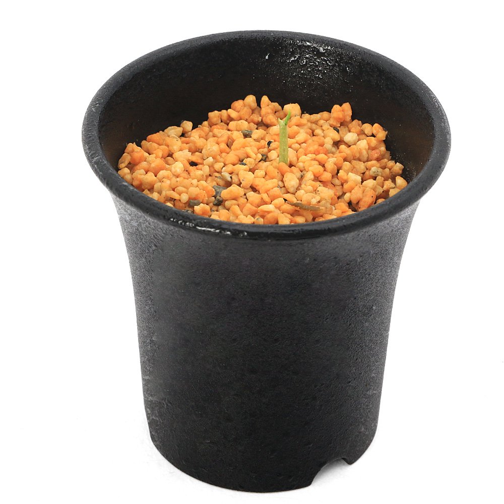 テンナンショウ(天南星)オオアマミテンナンショウ(大奄美天南星)S