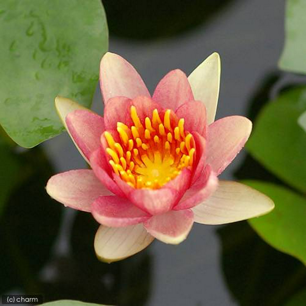 睡蓮 温帯性睡蓮(スイレン)(チェンジャブル) コマンチェ Comanche (1