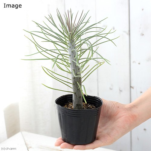 セネシオ クレイニア(モンキーツリー) 3号(1ポット) | チャーム