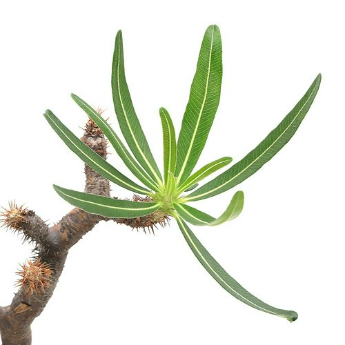 現地球 発根済み パキポディウム グラキリス 落葉中 パキポディウム