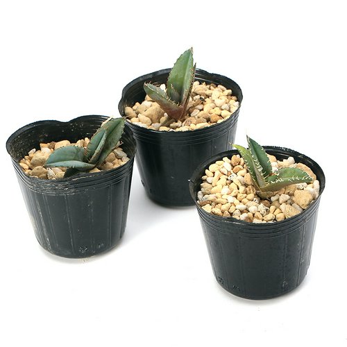 アガベ チタノタ ブルー 実生苗 2~3号(1鉢) | チャーム