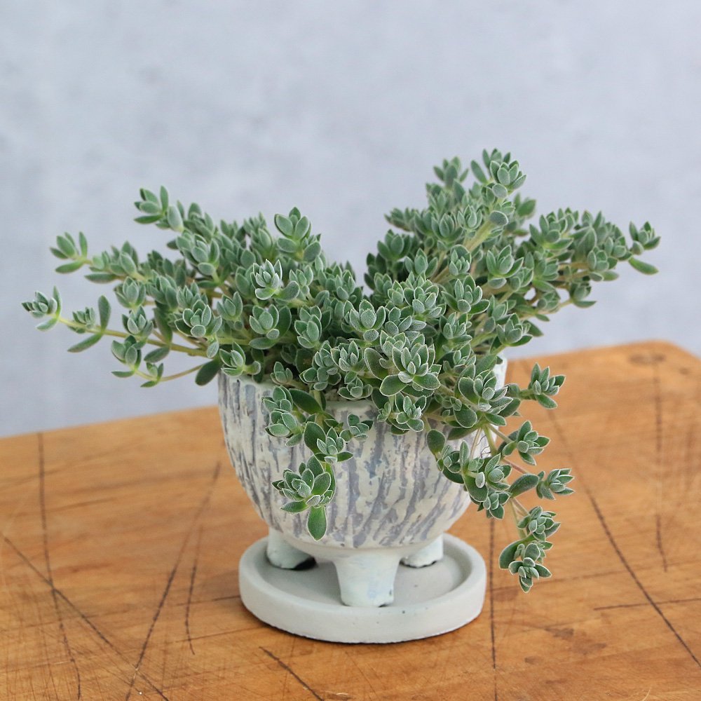 セダム 品種おまかせ 和風陶器鉢植え 鉢色おまかせ(1鉢) 受皿付 軽石