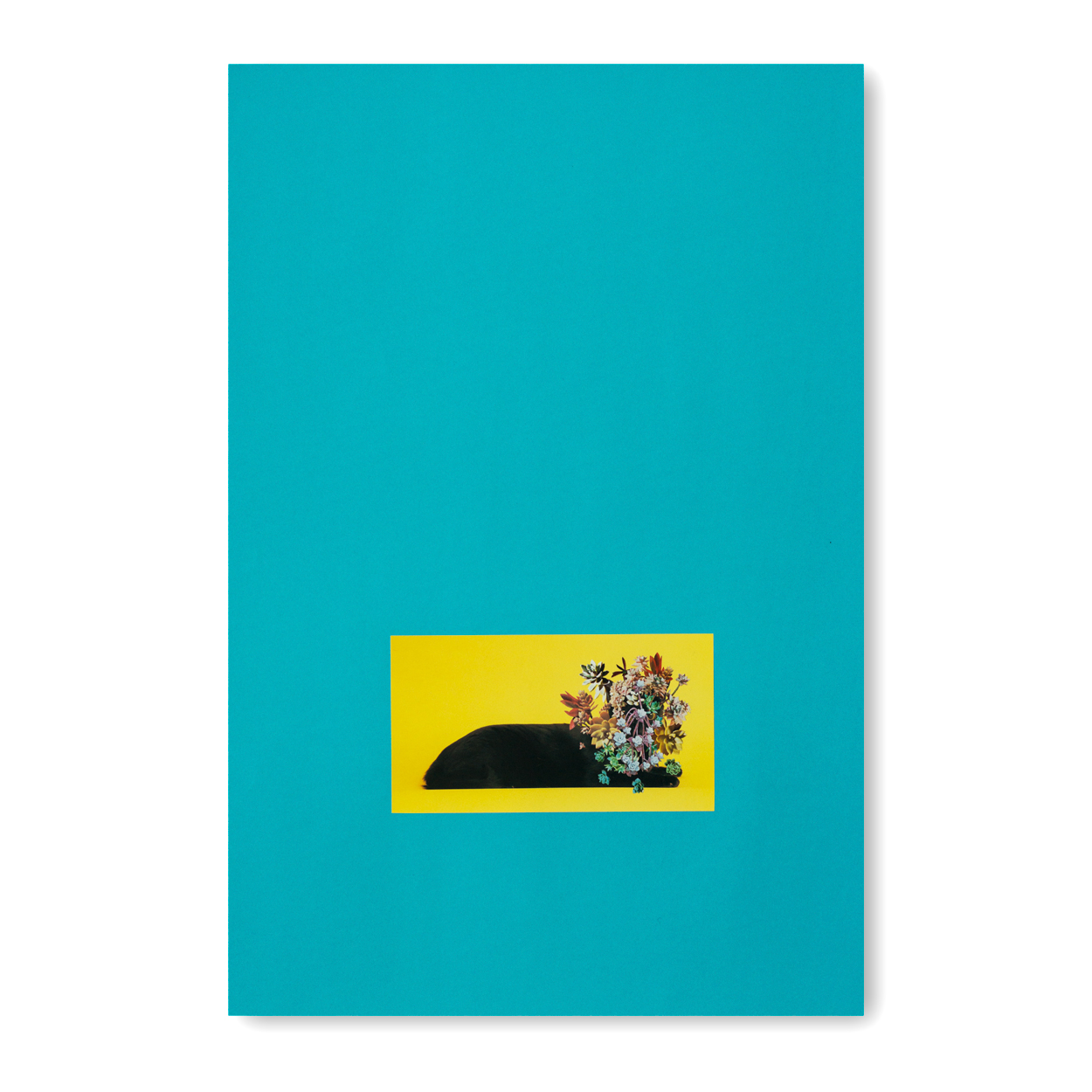 Cats & Plants — Stephen Eichhorn