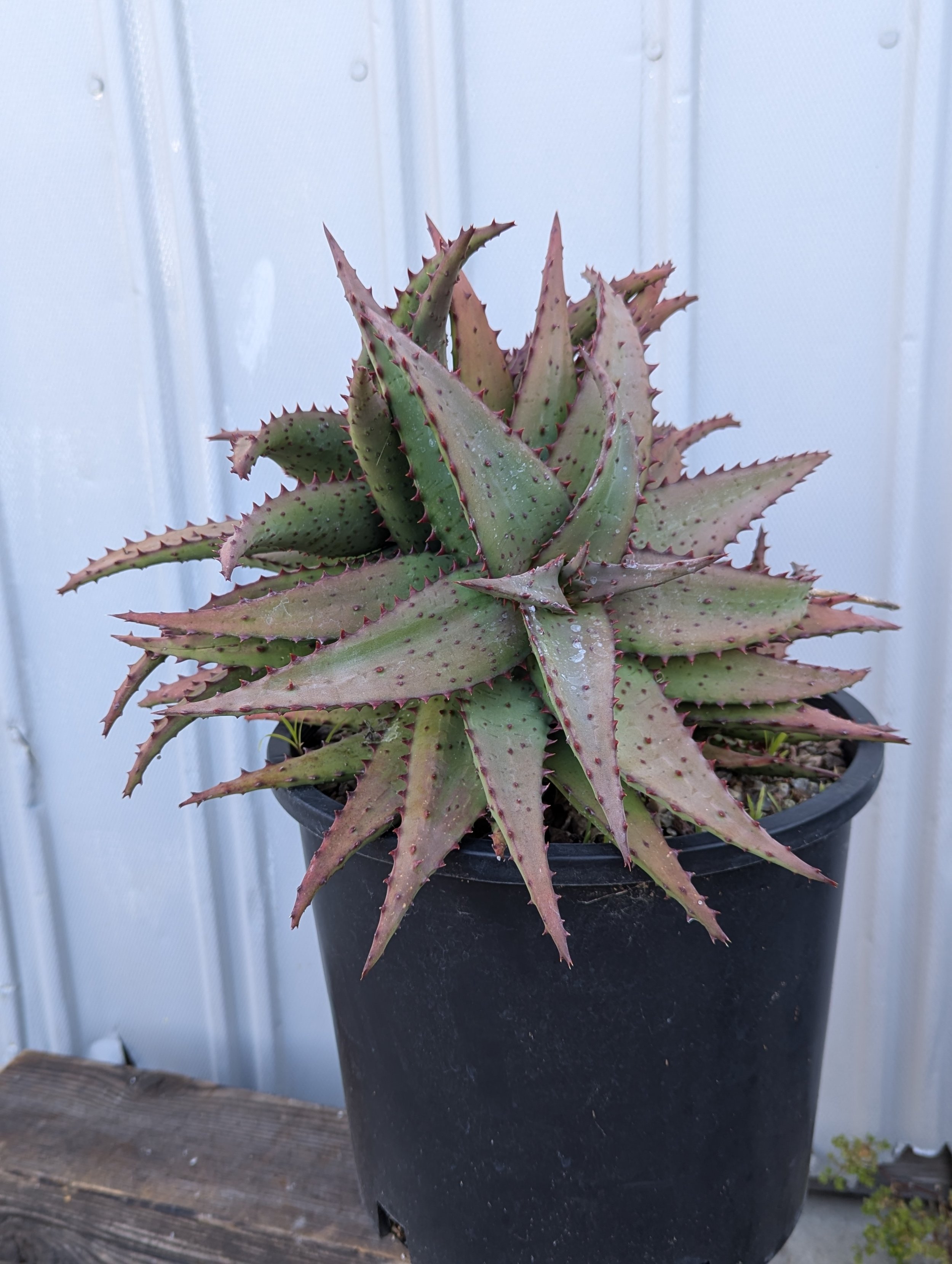 Aloe castilloniae x marlothii — GROW NURSERY