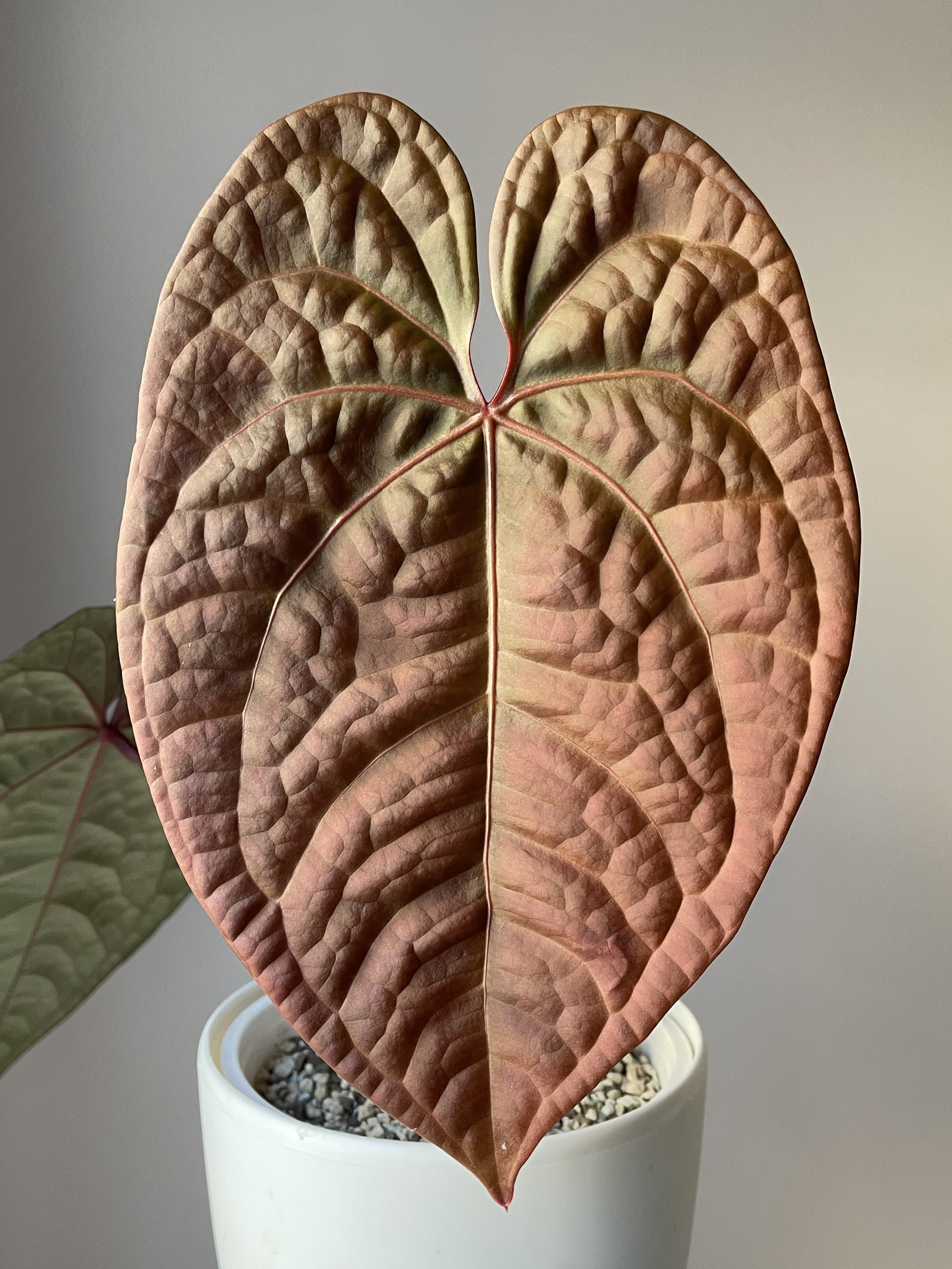 Anthurium Hybrid: Red Crystallinum x Luxurians — All The Plant Babies