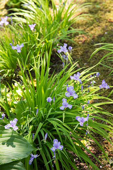 散歩道で探してみて！上品な淡い青紫色に心惹かれる、日本原産の固有種