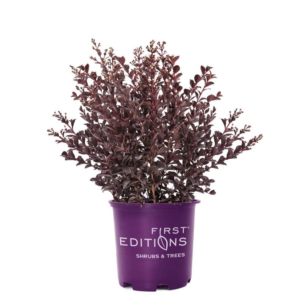 FIRST EDITIONS 3 Gal. Lunar Magic Crape Myrtle Flowering Shrub