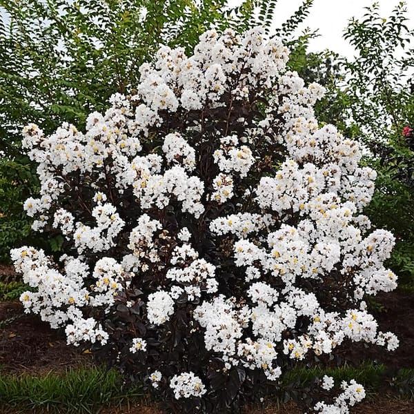 FIRST EDITIONS 3 Gal. Lunar Magic Crape Myrtle Flowering Shrub