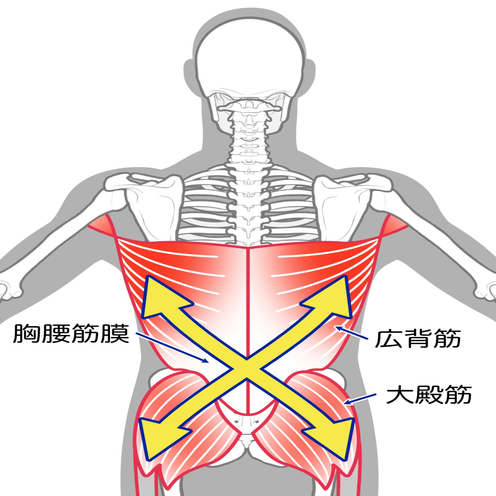 ガチガチ股関節は腰痛の原因！みるみる腰がラクになる股関節まわりを