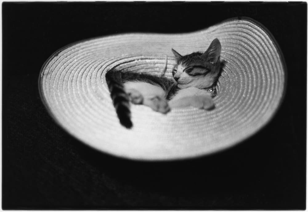 深瀬昌久写真集『Afterword』、愛猫・サスケへの究極の愛を収めた一冊