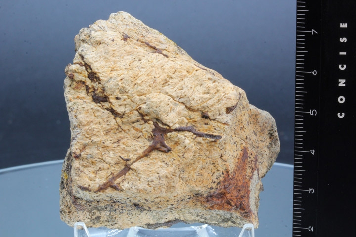 トリケラトプス フリル・セクション｜INTERNATIONAL MINERAL & FOSSIL