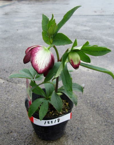 クリスマスローズ 植え替え｜開花株 開花見込み株 | クリスマスローズ