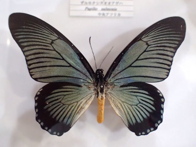 熱帯アフリカ地区のチョウ2 | 大田原市ふれあいの丘自然観察館