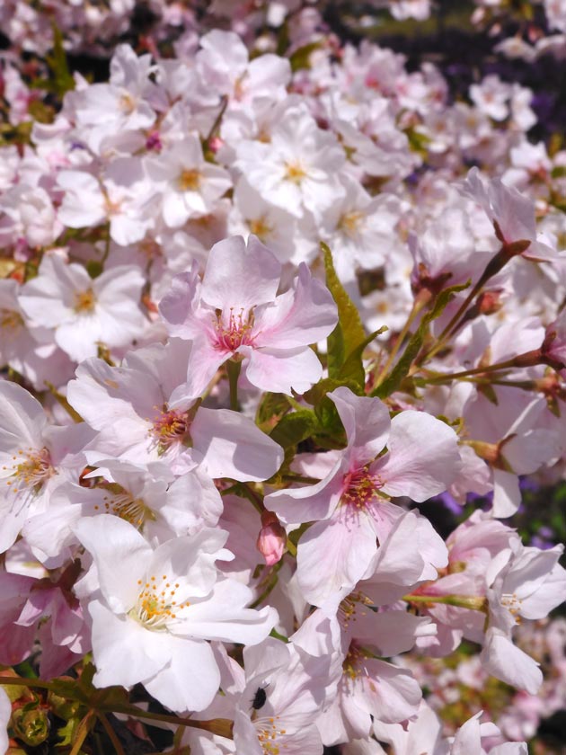 桜神様 木曜日 桜神様 木曜日 桜神様 木曜日 桜神様 桜神様 木曜日 桜