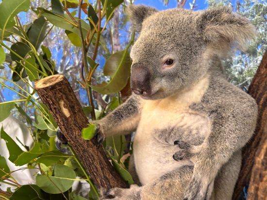 世界遺産キュランダ コアラガーデンズ入園チケット☆コアラフォト付き