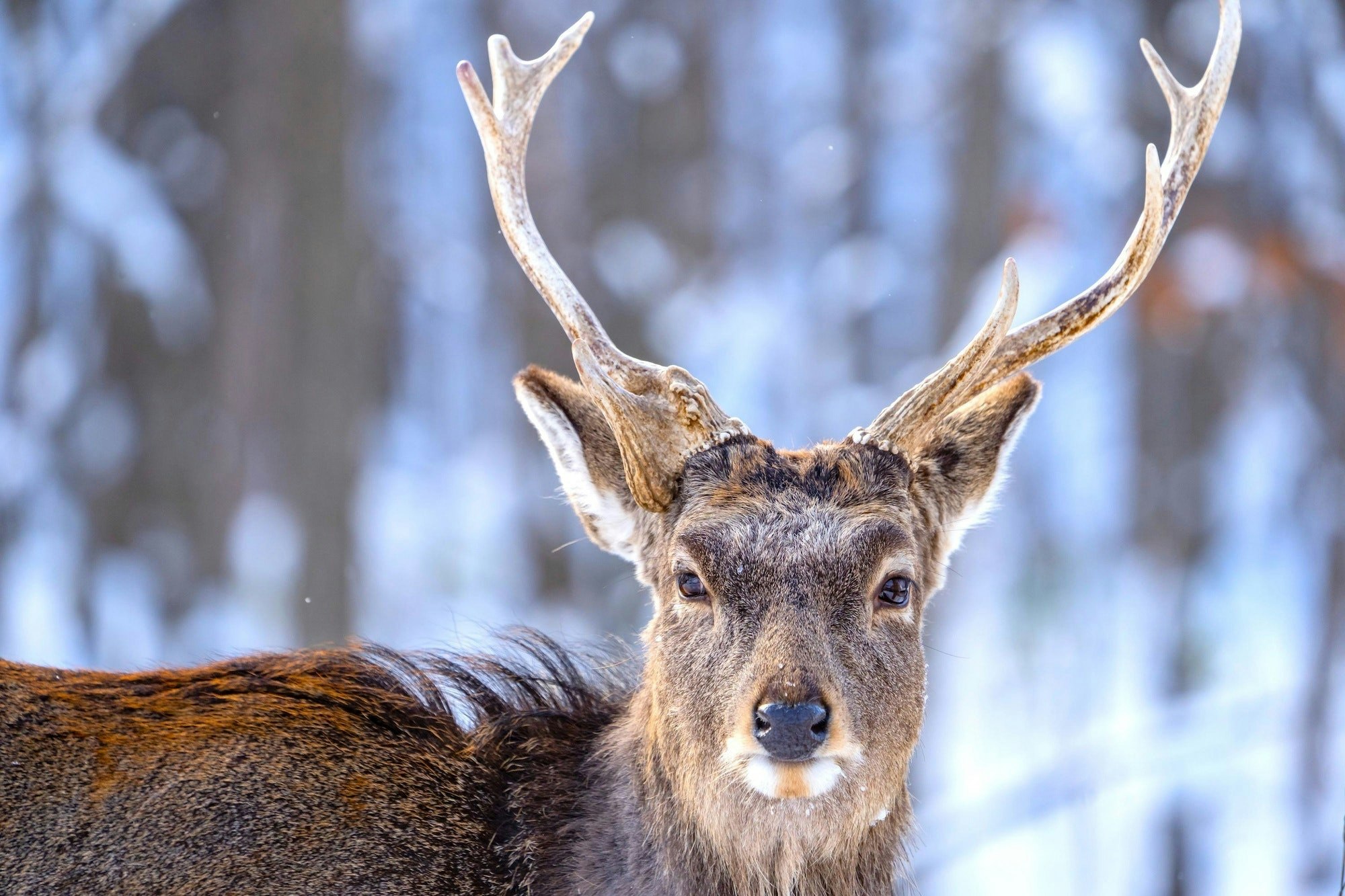 北海道全域に生息する「エゾシカ」ってどんな動物？野付半島の雪の中を