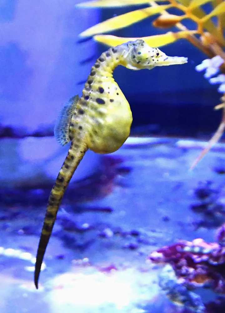 809） そもそも魚なの？ まだ新種が見つかるかも タツノオトシゴ