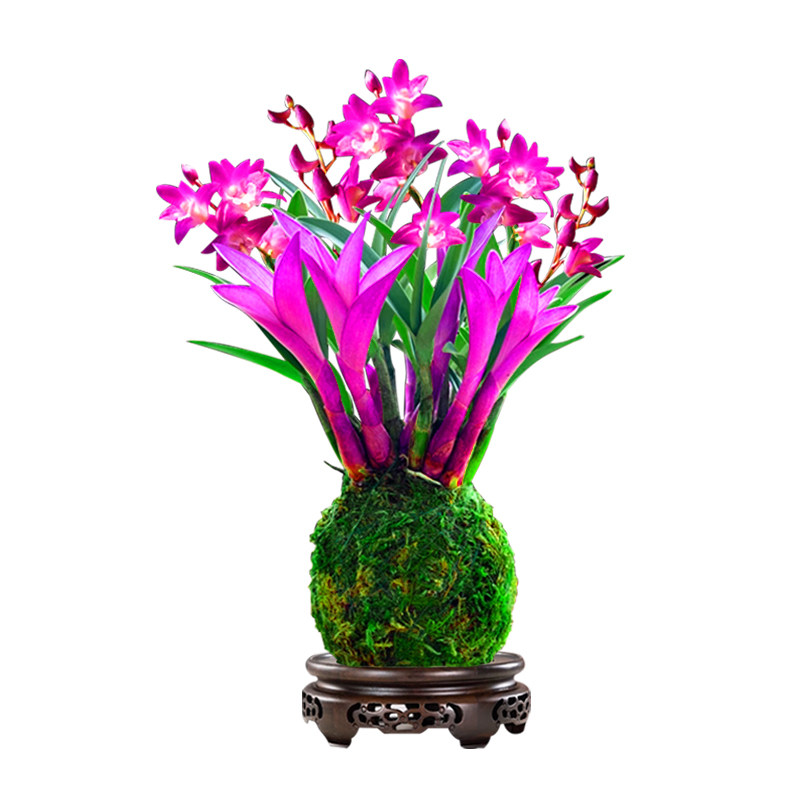 七彩香水石斛兰花真能助眠？气味浓还易养活？真相来了！_香水_淘宝美妆网